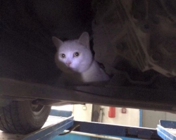 Мужчина под капотом машины привез на СТО живого кота
