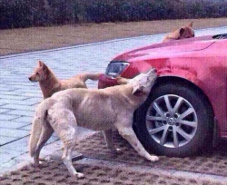 Румыния: бродячие голодные собаки разгрызли автомобиль Toyota